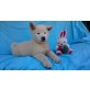 Akita Inu - Hündin