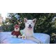 Akita Inu - Hündin