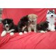 Akita Inu - Hündin
