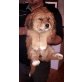 Akita Inu - Hündin