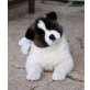 Akita Inu - Hündin