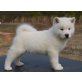 Akita Inu - Rüde
