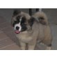 Akita Inu - Rüde