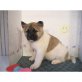 Akita Inu - Rüde