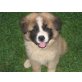 Akita Inu - Rüde