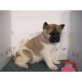 Akita Inu - Rüde