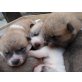 Akita Inu - Rüde