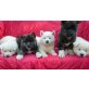 Akita Inu - Rüde