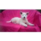 Akita Inu - Rüde