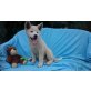 Akita Inu - Rüde