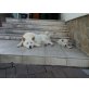 Akita Inu - Rüde