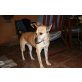Akita Inu-Schäferhund-Mix - Hündin