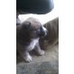 Akita Inu - Siberian Husky Welpen - Rüde