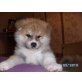 Akita Inu Welpen - Hündin
