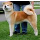 Akita Inu Welpen - Hündin