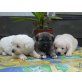 Akita Inu Welpen - Hündin