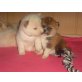 Akita Inu Welpen - Hündin