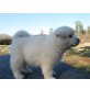 Akita Inu Welpen - Hündin