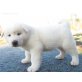 Akita Inu Welpen - Hündin