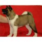Akita Inu Welpen - Hündin