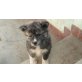 Akita Inu Welpen - Hündin