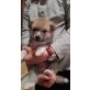 Akita Inu Welpen - Hündin