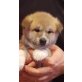 Akita Inu Welpen - Hündin