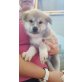 Akita Inu Welpen - Hündin