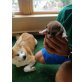 Akita Inu Welpen - Hündin