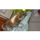 Akita Inu Welpen - Rüde