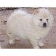 Akita Inu Welpen - Rüde