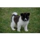 Akita Inu Welpen - Rüde
