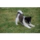 Akita Inu Welpen - Rüde
