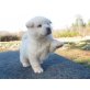 Akita Inu Welpen - Rüde