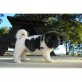 Akita Inu Welpen - Rüde