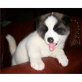 Akita Inu Welpen - Rüde