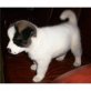 Akita Inu Welpen - Rüde
