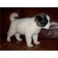Akita Inu Welpen - Rüde