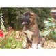 Akita Inu Welpen - Rüde