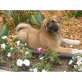 Akita Inu Welpen - Rüde