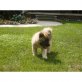 Akita Inu Welpen - Rüde