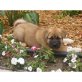 Akita Inu Welpen - Rüde