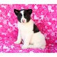Akita Inu Welpen - Rüde