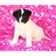 Akita Inu Welpen - Rüde