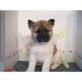 Akita Inu Welpen - Rüde