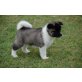 Akita Inu Welpen - Rüde