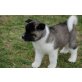 Akita Inu Welpen - Rüde