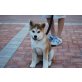 Akita Inu Welpen - Rüde