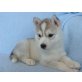 Akita Inu Welpen - Rüde