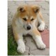 Akita Inu Welpen - Rüde
